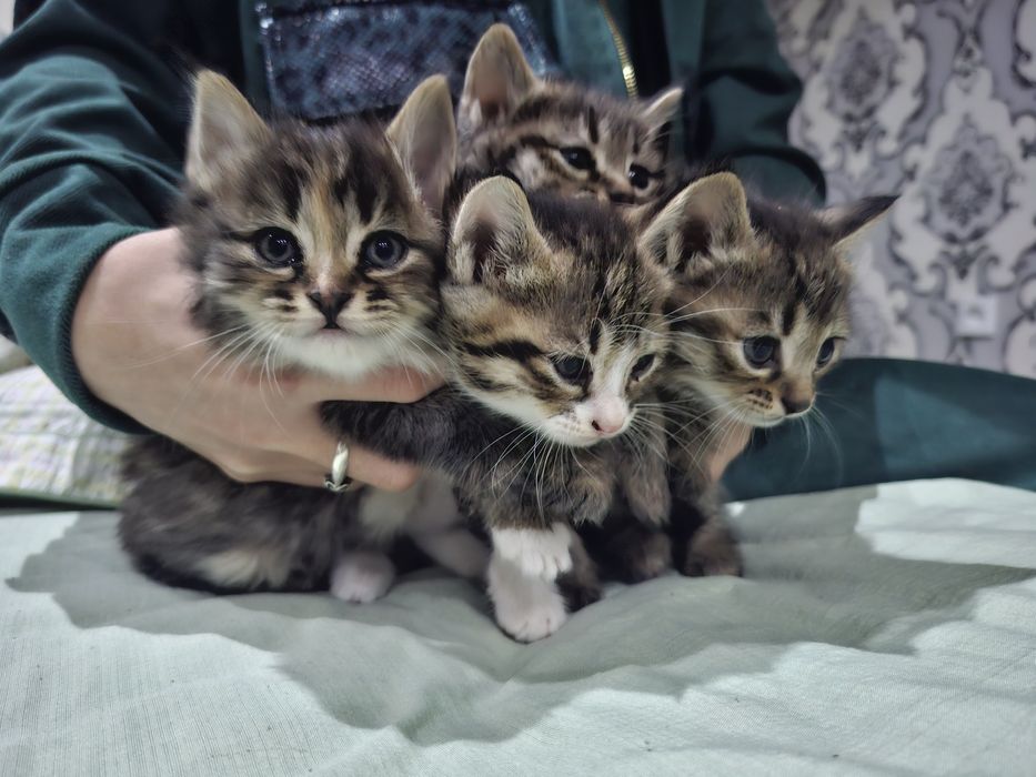 1.5 oylik mushukchalar