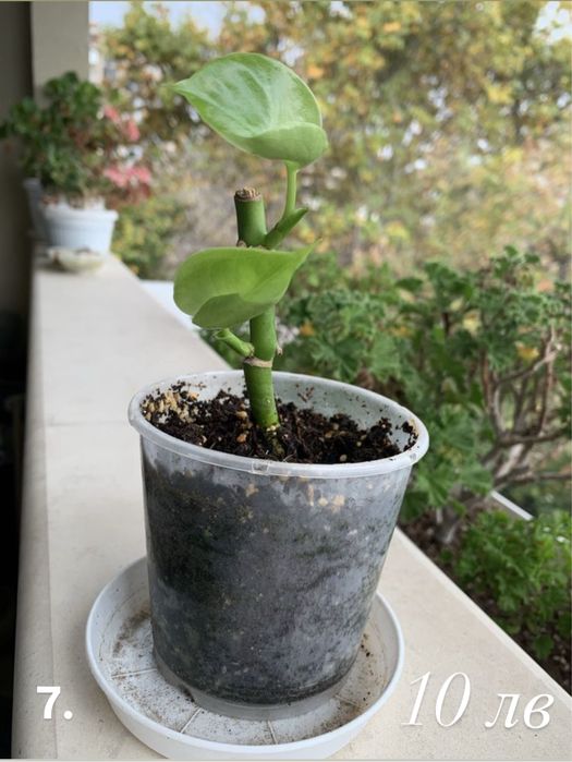 Монстера (Monstera Deliciosa)