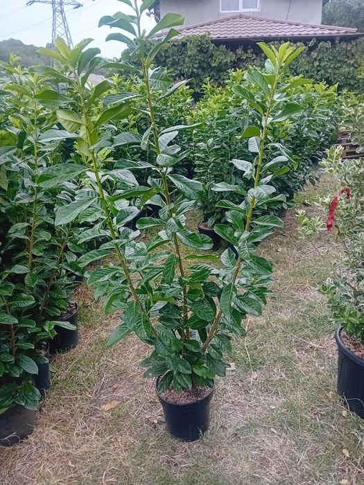 Laur englezesc novita plantă cu frunza veșnic verde