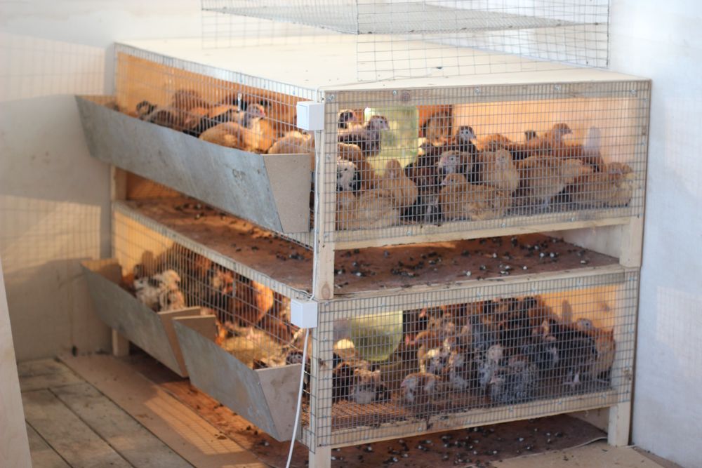 Bruder na zakaz lyuboy razmer