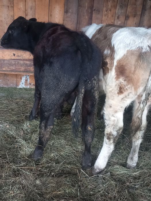 De vinzare 3 tauraşi