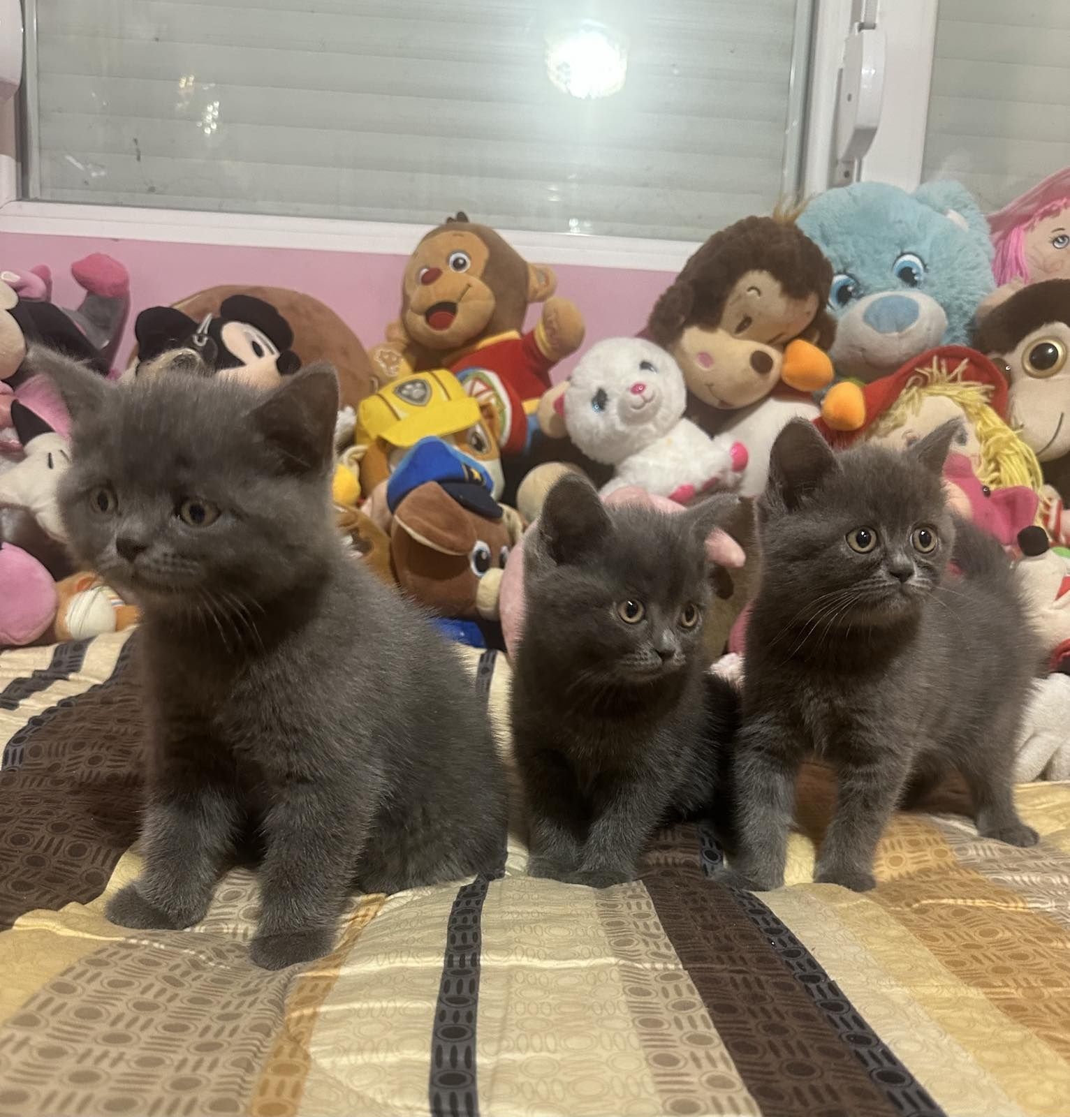 Британски котета