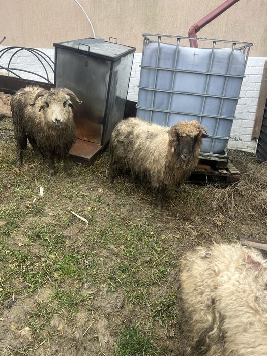 Vand oii si un berberc