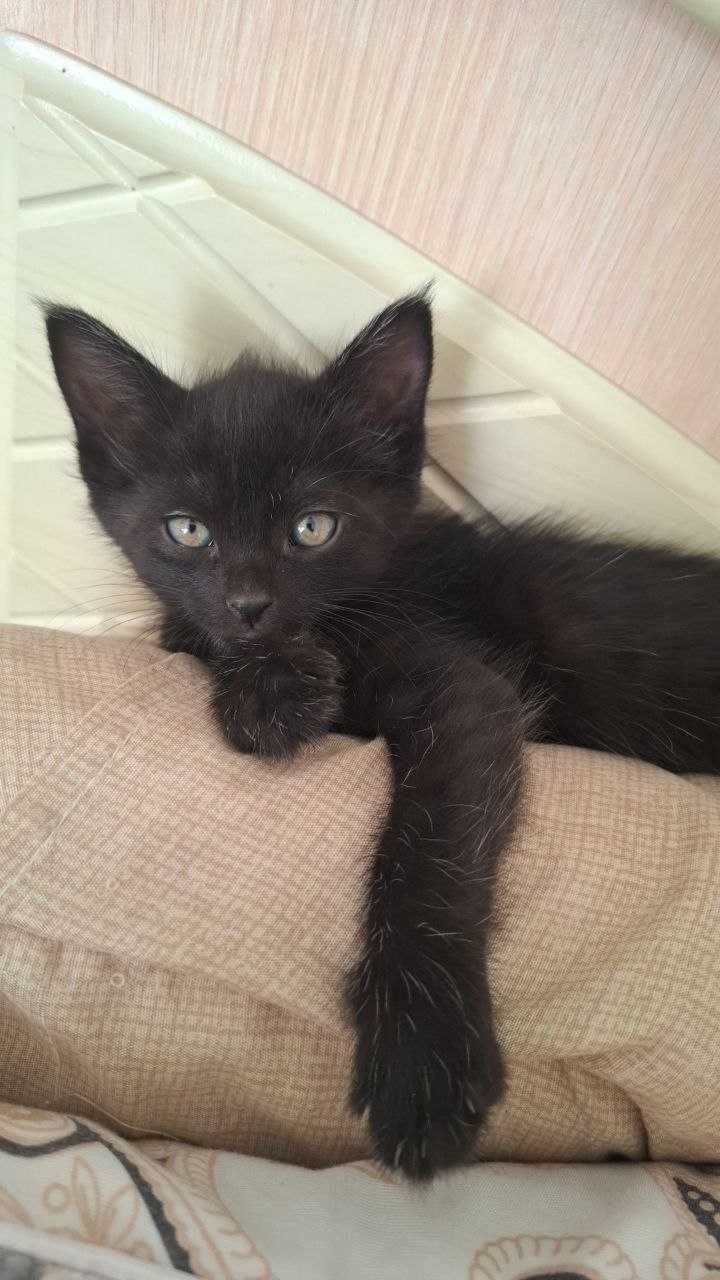 Отдам котят красивые