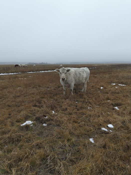Семіз әулие көп тұқымы сиырлар 4бас,  Ақкөл ауданы Кеңес ауылы