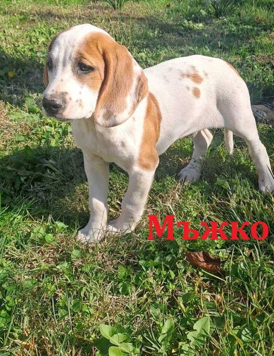 Малки ловни кучета