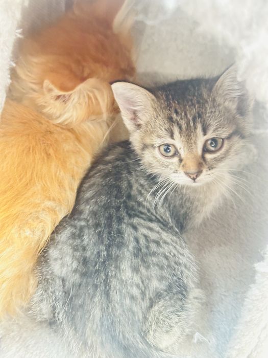 Котята бесплатно в хорошие руки приученные