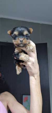 Baietel Yorkshire Terrier mini toy din parinti cu pedigree