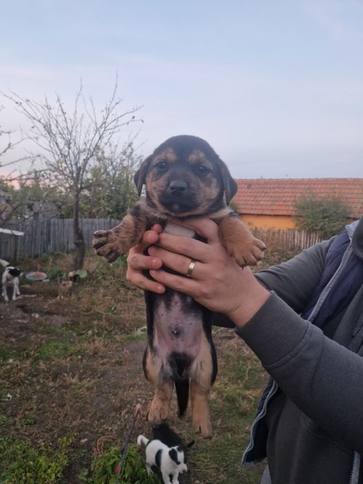 Donez cățeluși frumoși și foarte jucăuși