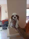 Cavalier king Charles spaniel