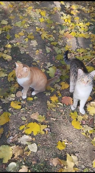 2 pisicuțe frumoase și sterilizate se dau spre adopție