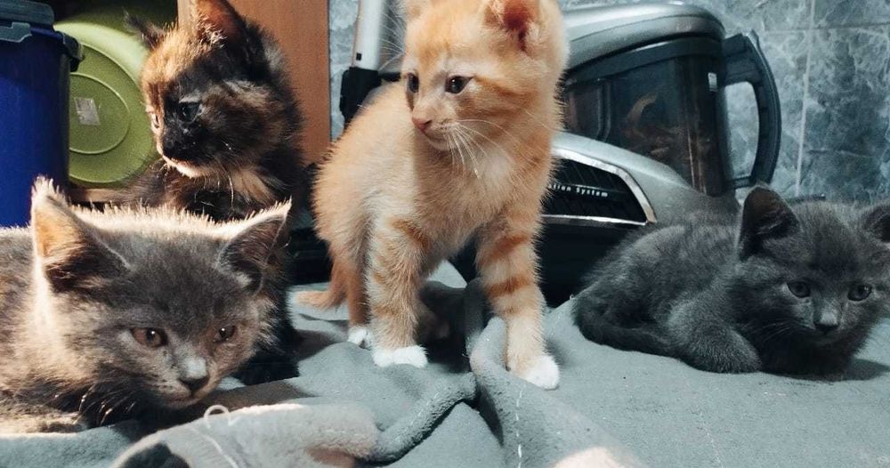 Отдам котят в хорошие, добрые руки.