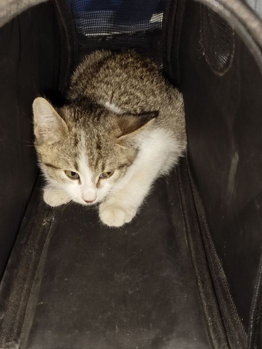 Котёнок(пол не знаю)