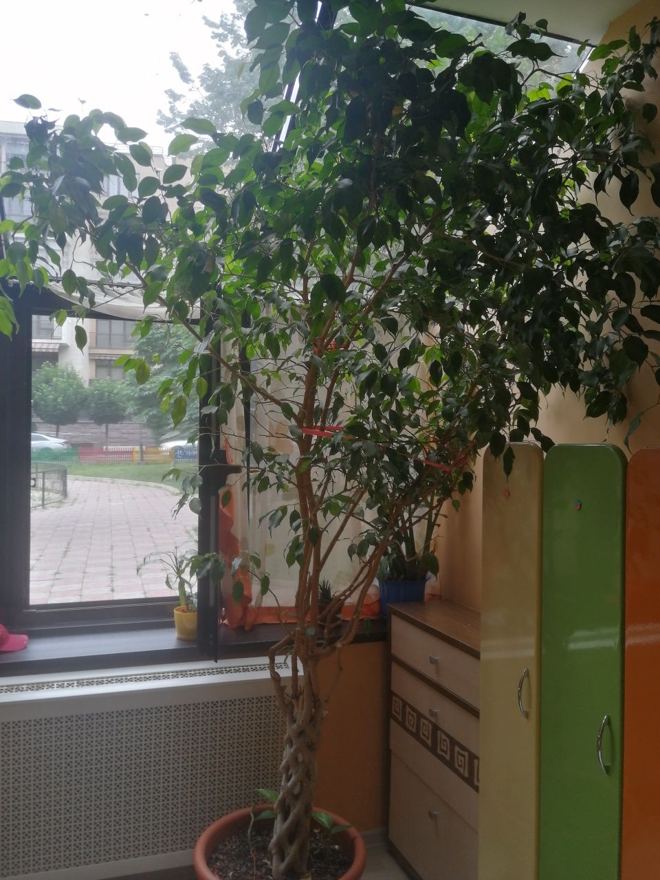 Комнатное растение фикус