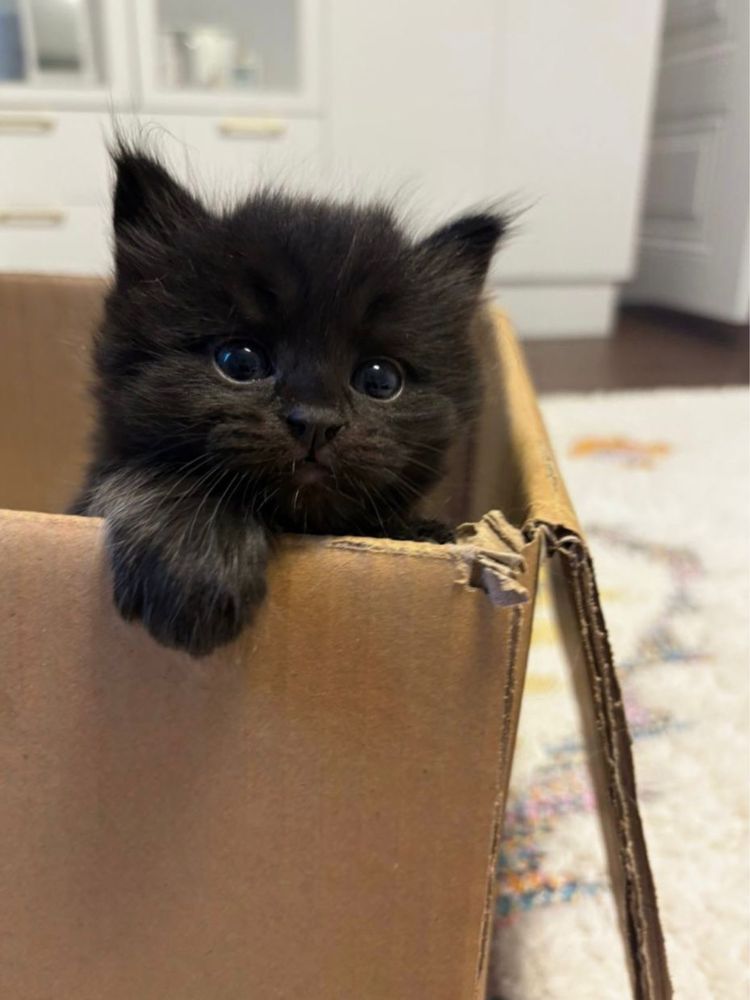Котёнок, 2 месяцев