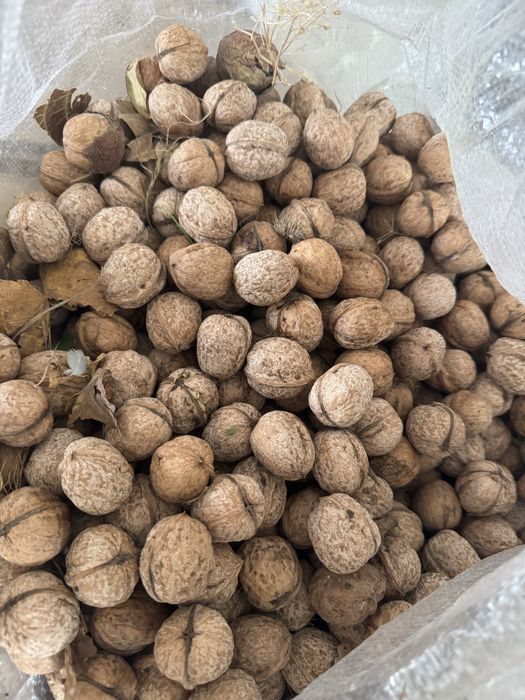 Грецкий Орехи жангак красный свежие