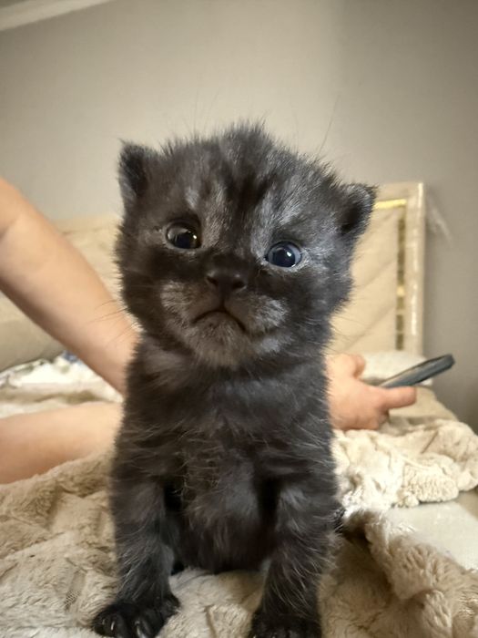 Породистый котенок,1 месяц
