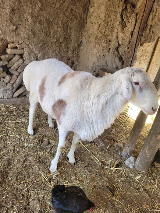 Qirğiz qõchqor sotiladi