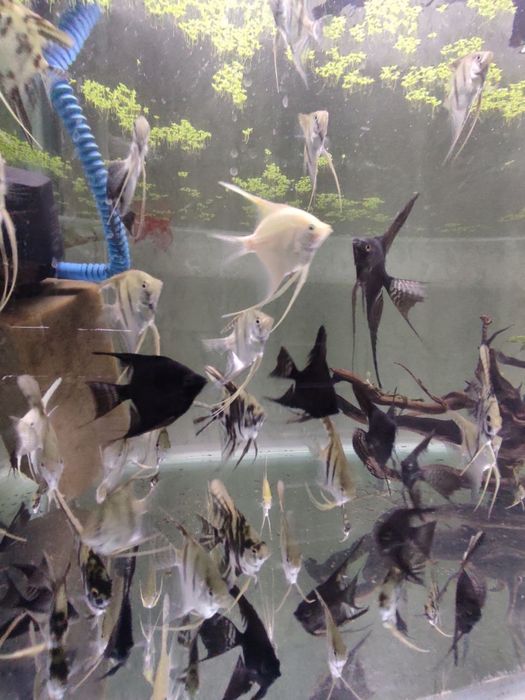 скаляри бор оладиганлар