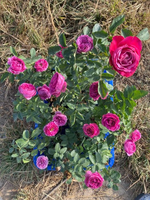 Атиргул кочатлари