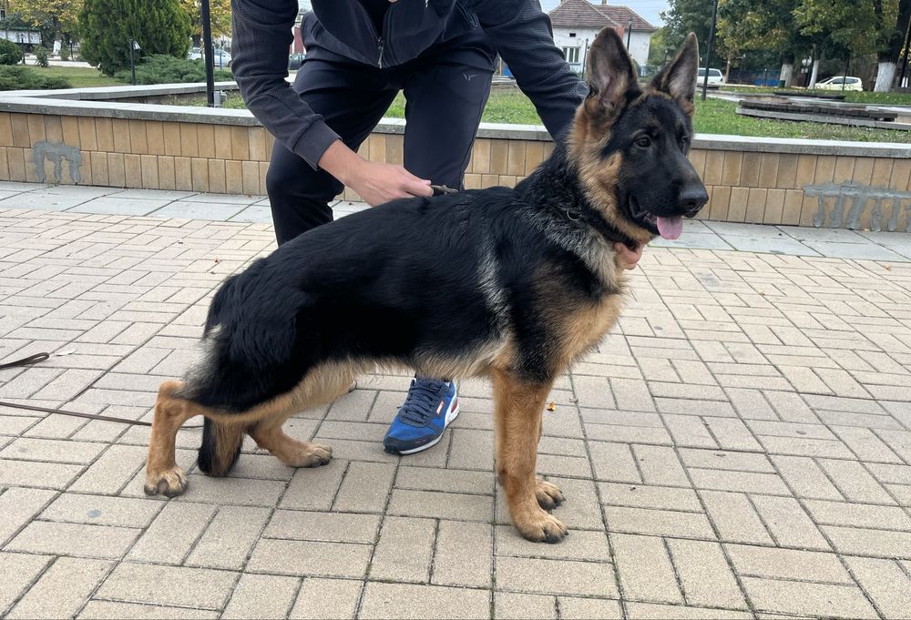 Мъжка Немска Овчарка