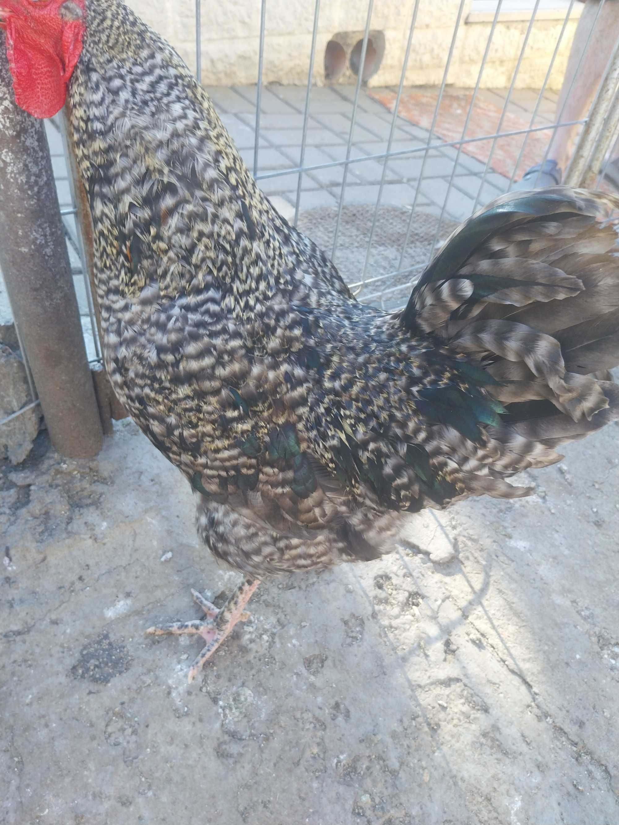 Vând trei cocoși de casă