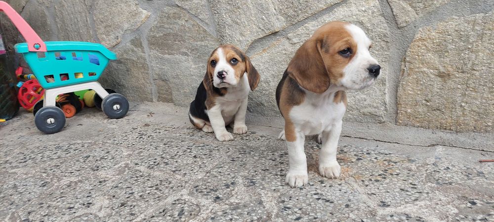 Бигъл малки кучета