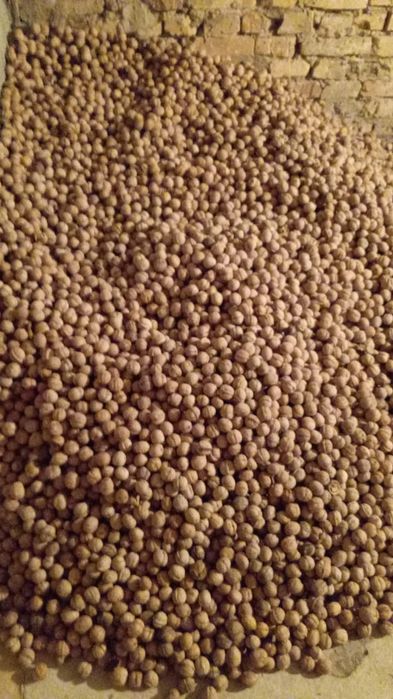 Грецкый орех жаңғақ