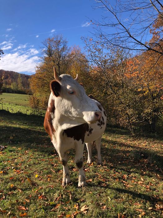 Vacă gestantă in luna a 8-a cu al treilea vițel .