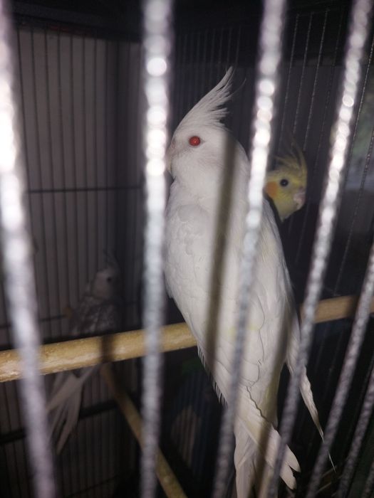 Vand Ninfe diferite culori