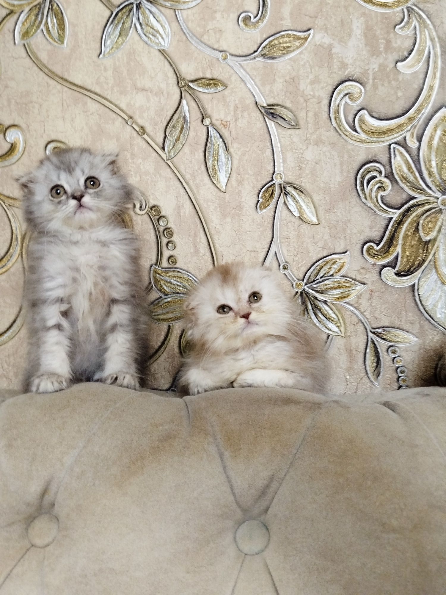 Хайленд фолд котята