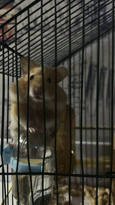 Отдаю даром хомяков