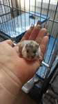 Vand Hamsteri pitici