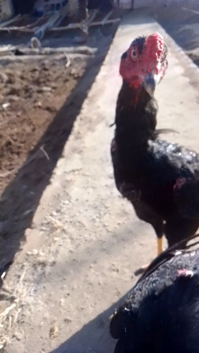 Куланги Даканг Хуроз урушадиган