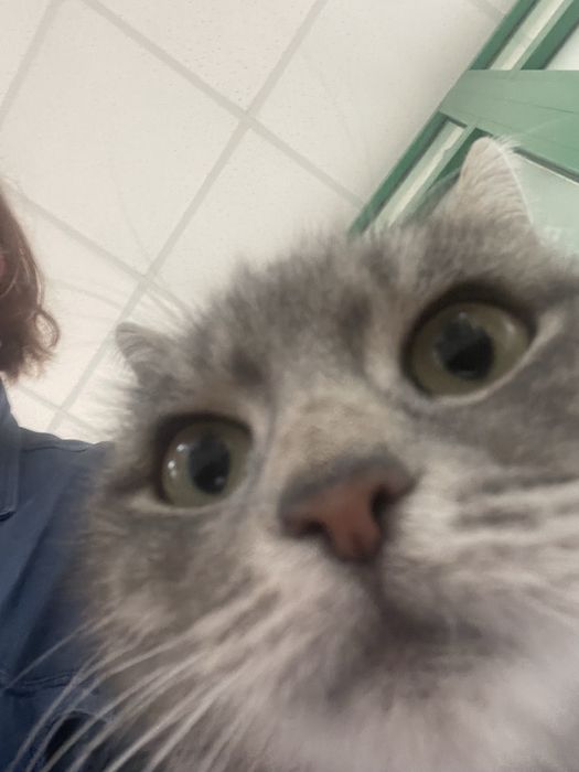 Серая Кошечка Дуся