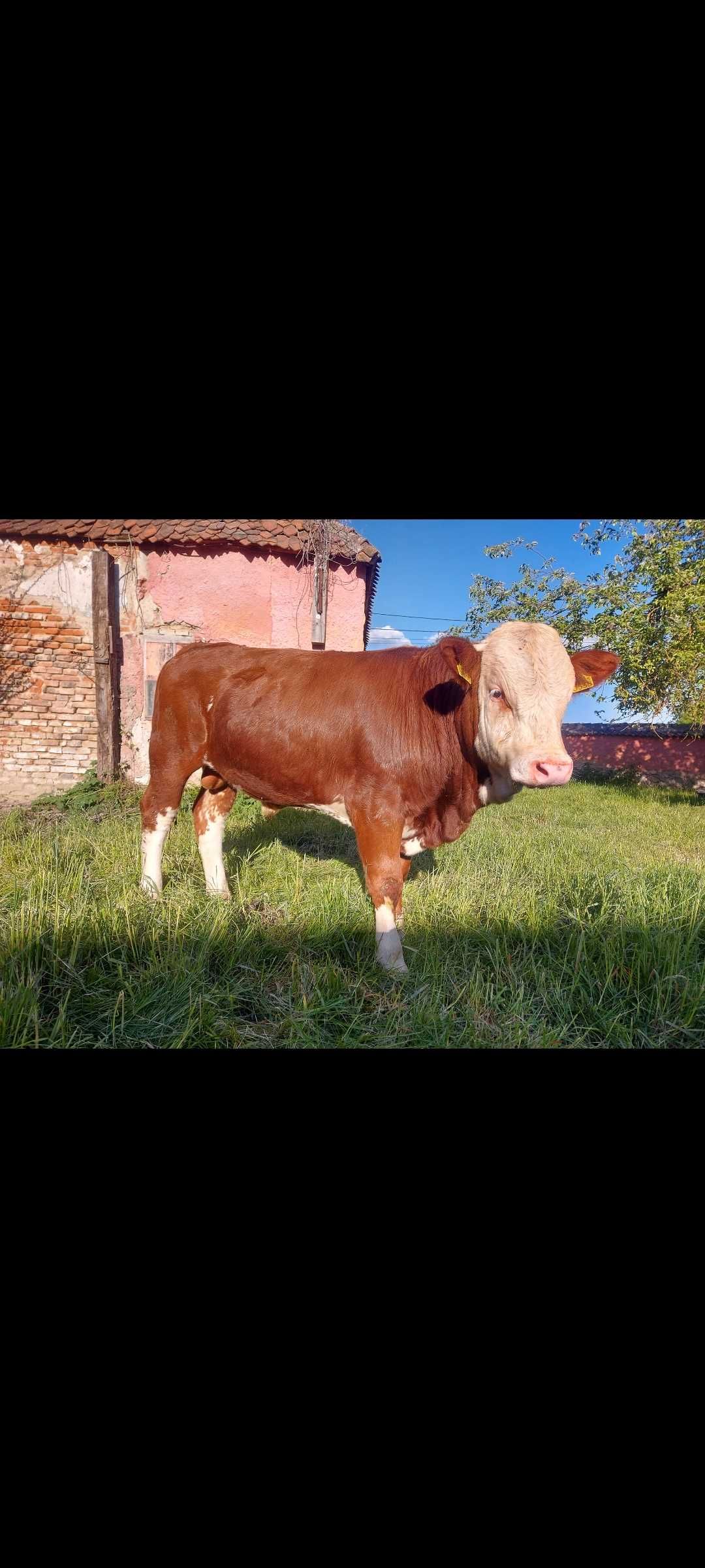 Taur cu certificat de origine