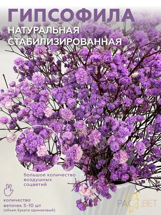 Сухоцветы / Гипсофилы букет