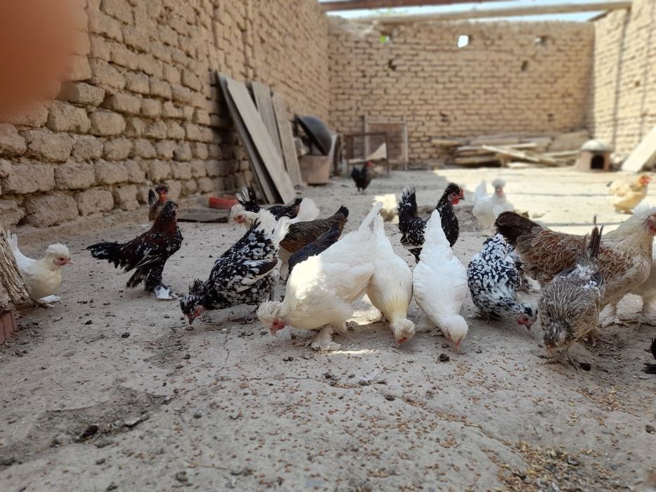 Куры японки несушки