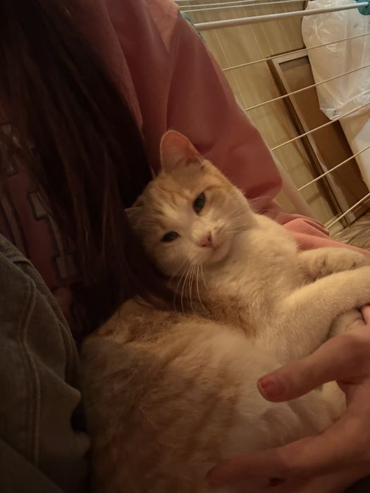 Ласковая кошка ищет дом