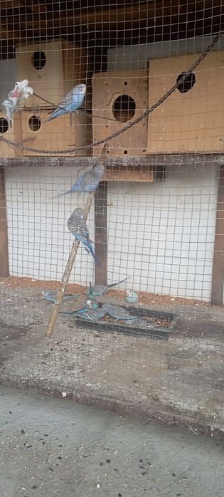 Сотилади.Тутикушлар.Нархи 65000 сум.