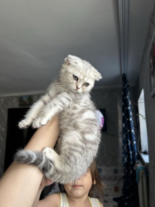 Продам девочку вичлоушку