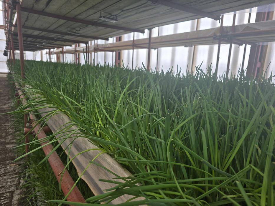 Зеленый лук оптом