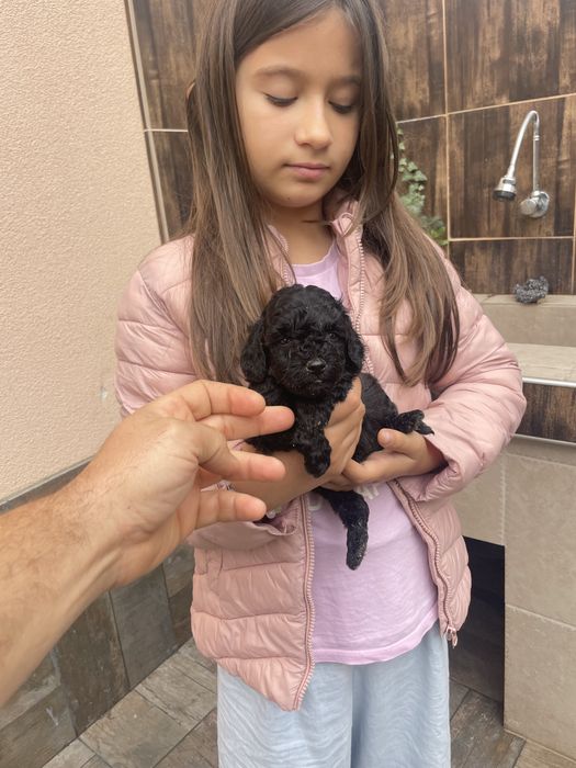 Предлагаме ТОП Мини Пудел