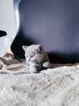 Pui de pisica british shorthair