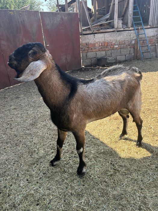 Vand tap anglonubian