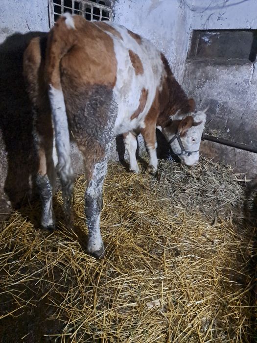 Vind vaca baltata 3 ani jumate gestanta