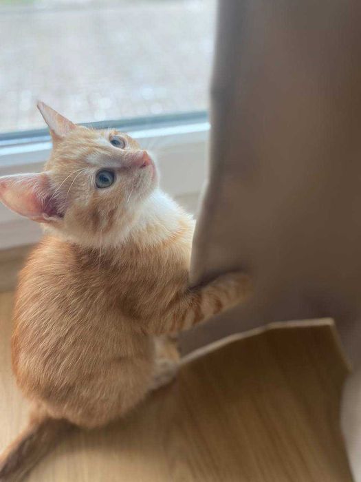 2,5-месечно рижо котенце търси дом