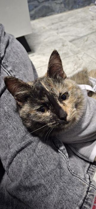 Продам !только в квартиру !2 самок им уже 7 месяцев стерилизованные