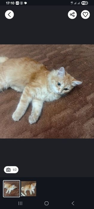 Отдам котёнка в добрые руки