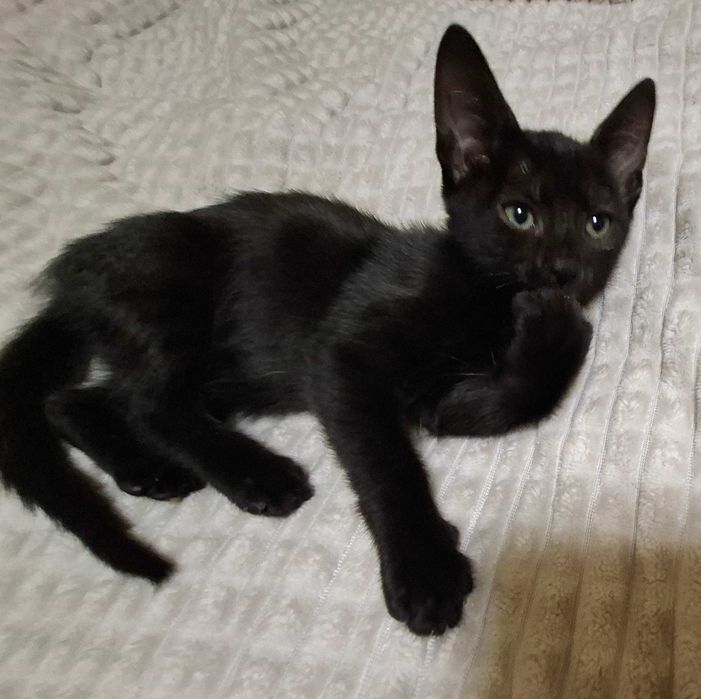 Pisoiasi pt adolptie